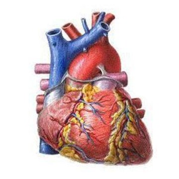 Vitamin D Deficiency Leads to Heart Disease...